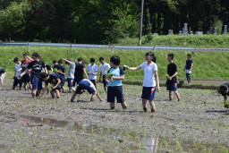 [写真/泥だらけになって苗を植える生徒たち]